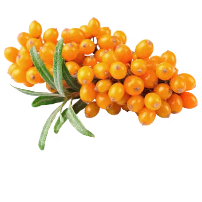 Sea Buckthorn Extract